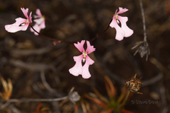 Stylidium calcaratum