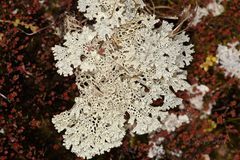 Pulchrocladia ferdinandii