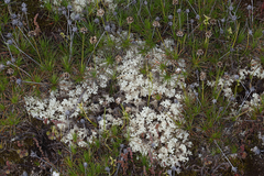 Pulchrocladia ferdinandii