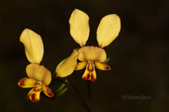 Diuris corymbosa