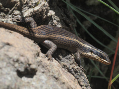 Trachylepis punctatissima