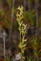Prasophyllum gracile