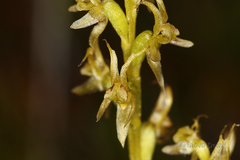 Prasophyllum gracile