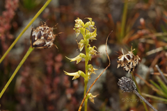 Prasophyllum gracile