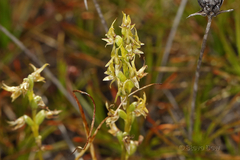 Prasophyllum gracile