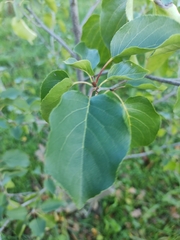 Malus sylvestris