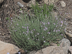 Jamesbrittenia pristisepala