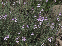 Jamesbrittenia pristisepala