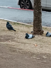 Columba livia domestica