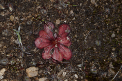 Drosera bulbosa