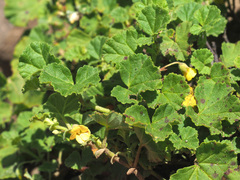 Hermannia malvifolia