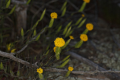Podotheca angustifolia