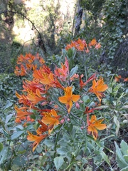 Alstroemeria ligtu simsii