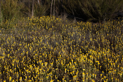 Podotheca angustifolia