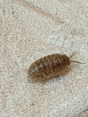 Armadillidium