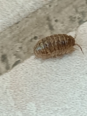 Armadillidium