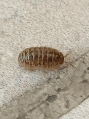 Armadillidium