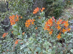Alstroemeria ligtu simsii