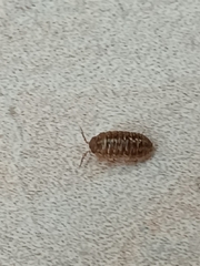 Armadillidium