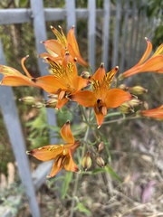 Alstroemeria ligtu simsii