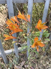 Alstroemeria ligtu simsii