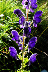 Aconitum burnatii