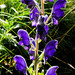 Aconitum burnatii - Photo (c) mgrandis, algunos derechos reservados (CC BY-NC), uploaded by mgrandis