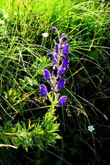Aconitum burnatii