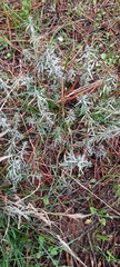 Magnoliopsida