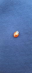 Coccinella septempunctata