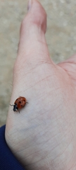 Coccinella septempunctata