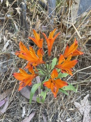 Alstroemeria ligtu simsii
