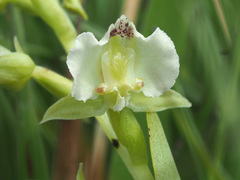 Pterygodium hastatum