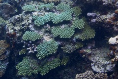 Acropora monticulosa
