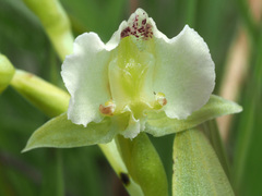 Pterygodium hastatum