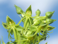 Habenaria lithophila
