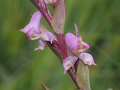Disperis tysonii