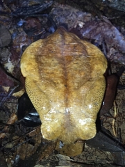 Sclerophrys superciliaris