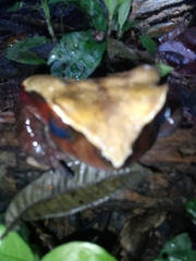 Sclerophrys superciliaris