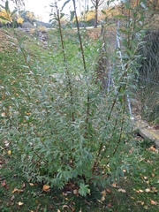 Salix alba
