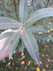 Salix alba
