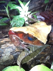 Sclerophrys superciliaris