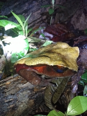 Sclerophrys superciliaris