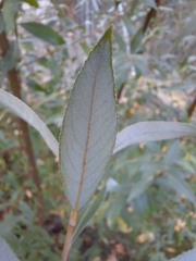 Salix alba