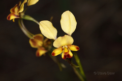 Diuris brachyscapa