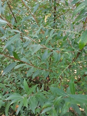 Salix alba