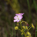 Drosera stricticaulis - Photo (c) Steve Dew, algunos derechos reservados (CC BY-NC), subido por Steve Dew
