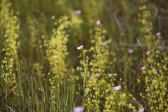 Drosera stricticaulis