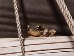 Polypedates leucomystax