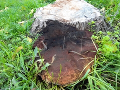 Inonotus hispidus